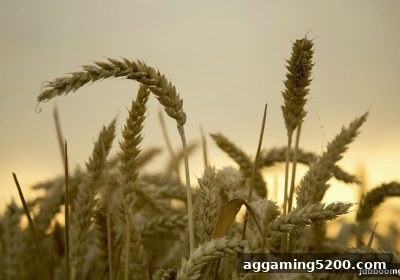 jdb电子爆奖街机积分速刷秘籍与充值异常处理终极指南